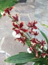 Oncidium Sharry Baby_7.JPG