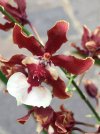 Oncidium Sharry Baby_8.JPG