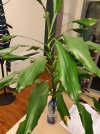dracaena_1.jpg