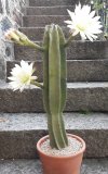 Cereus Peruvianus 04.jpg