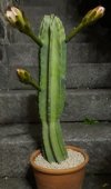 Cereus Peruvianus 06.jpg