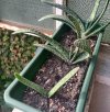 gasteria 1.jpg