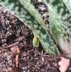 gasteria 23.jpg