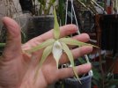 brassavola david sander - Copia.JPG