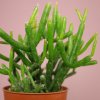 Rhipsalis-burchellii.jpg