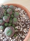 sulcorebutia rauschii 2.jpg