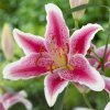 lilium orientale .jpg