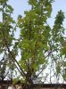 20130513_202332.jpg 20130513_202332.jpg