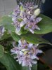 tricyrtis2.jpg