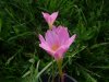 Zephyranthes lindleyana.jpg