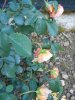 DSCN1770aaa.jpg