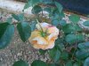 DSCN1768aaab.jpg