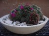 DSCF8661.jpg