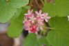 Ribes da fiore (24).jpg