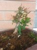 berberis primavera 2013 (2).jpg