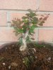 berberis primavera 2013 (4).jpg