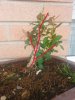 berberis primavera 2013 rami.jpg