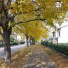 Gleditsia-foliage.jpg