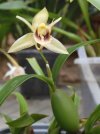 coelogyne fimbriata 2 - Copia.JPG