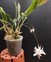 coelogyne nitida - Copia.JPG