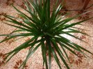 dracena 16 11 21 (1).JPG