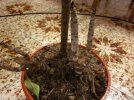 dracena 16 11 21 (2).JPG