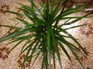 dracena 16 11 21 (4).JPG