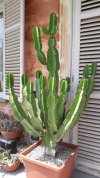 Euphorbia Candelabrum 02.jpg