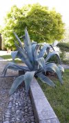 Agave Americana 01.jpg