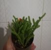 IMG_20211206_180511.jpg