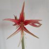 Hippeastrum1.jpg