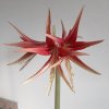 Hippeastrum2.jpg