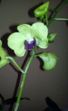 Dendrobium Sa-nook 4.jpg