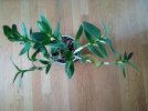 Dendrobium Sa-nook 1.jpg