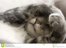 gatto-timido-con-le-zampe-sopra-il-fronte-9642879.jpg