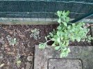 Sedum.jpg