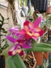 cattleya hawaian splash lea.JPG