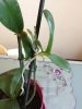 orchidea 1.jpg