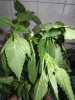 DSCN1659.jpg DSCN1659.jpg