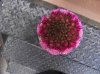 DSCF8680.jpg
