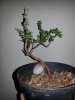 prebonsai1.jpg