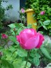 Rosa rosa 3.jpg
