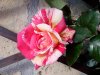 IMG_20130531_163417_1.jpg