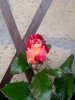 IMG_20130528_094606.jpg