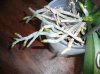 Roots_02.jpg