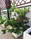 Polygala 1.JPG Polygala 1.JPG