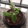 Kalanchoe.jpg