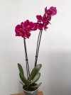 Phal.jpg