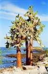 albero-del-cactus-del-galapagos-15591695.jpg