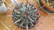 ferocactus horridus.jpg